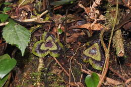 Image of Asarum hypogynum Hayata