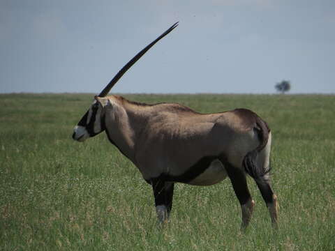 Image of Grazing antelope