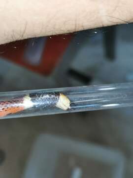 Image of Allen's Coral Snake