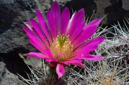 Image of Echinocereus parkeri subsp. parkeri