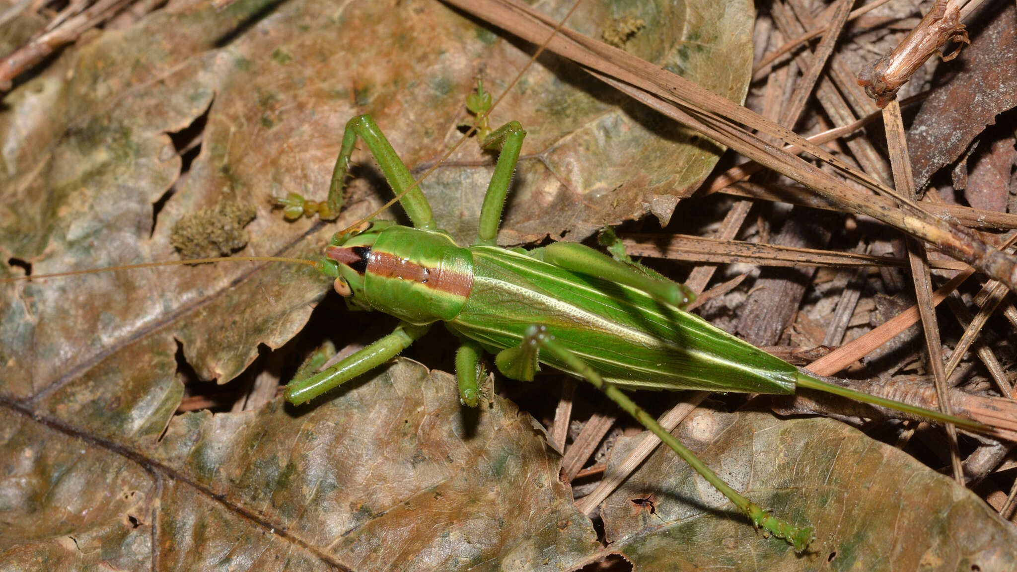 Image of Hubbellia