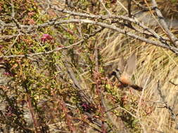 Image of Wedge-tailed Hillstar