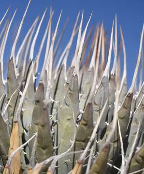 Image of Utah agave