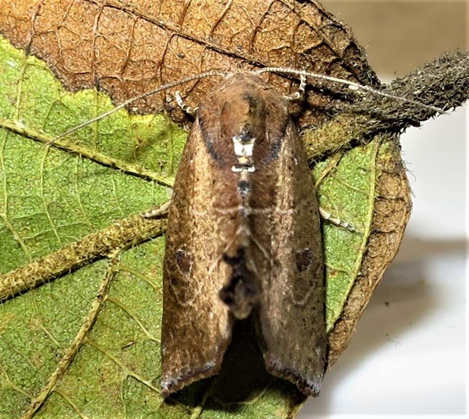 Goniocalpe heteromorpha Hampson 1920 resmi