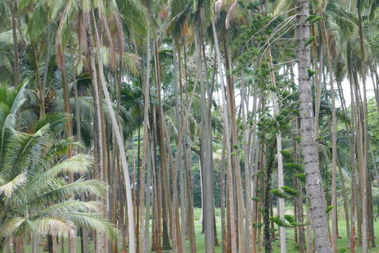 Image of Barbel palm