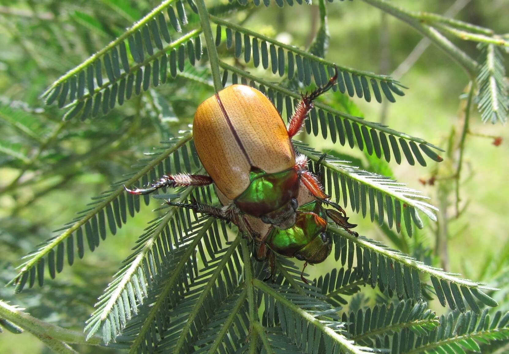 Image of Anoplognathus brunnipennis (Gyllenhal 1817)