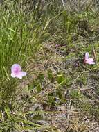 Image of Pelargonium elegans (Andr.) Willd.