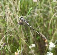 Image of Onychogomphus flexuosus (Schneider 1845)