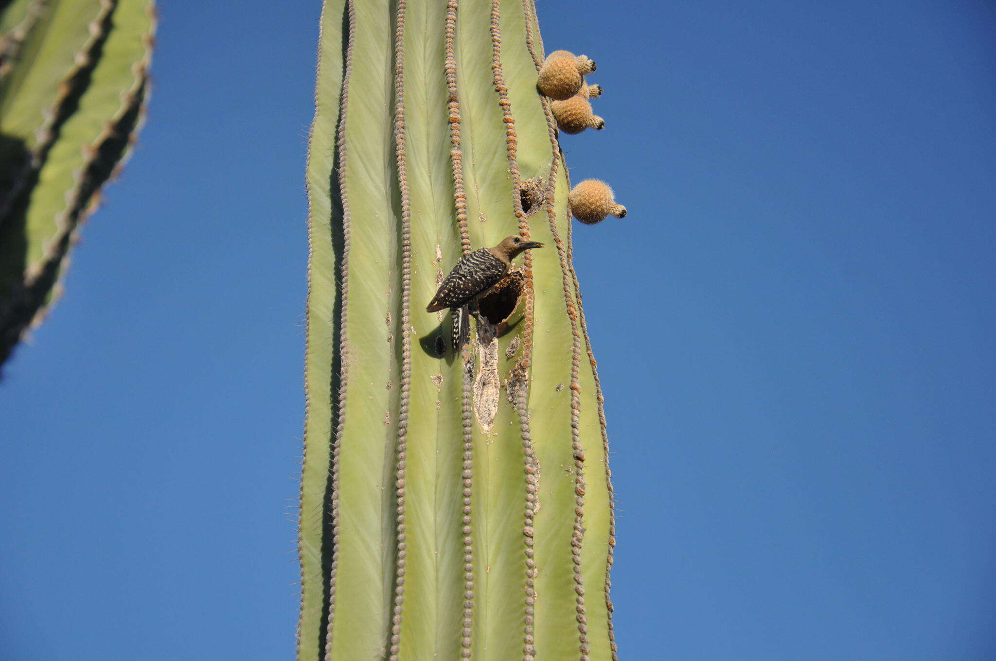 Image de Pic des saguaros