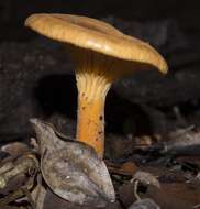 Image of Austropaxillus statuum (Speg.) Bresinsky & Jarosch 1999