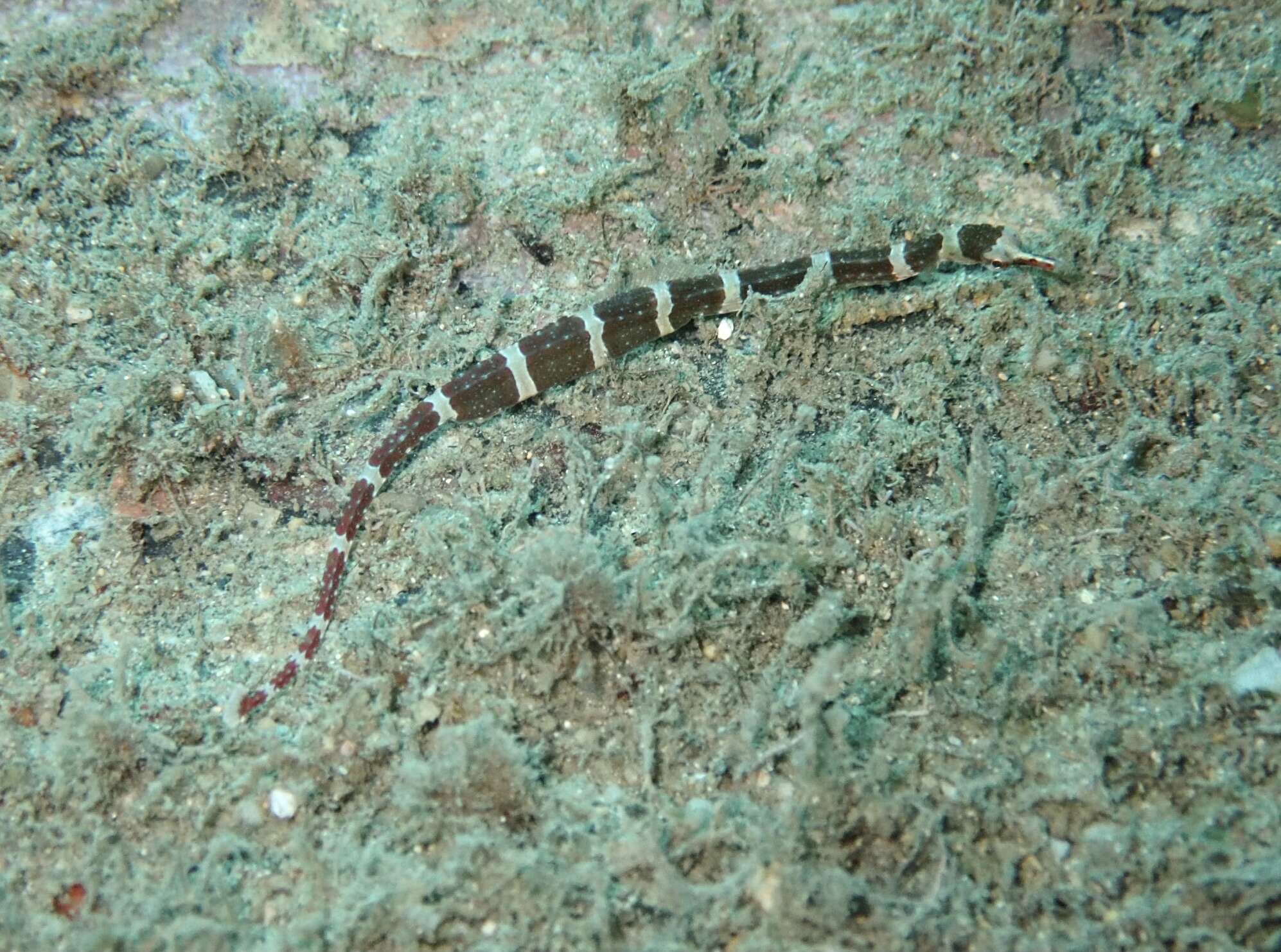 Image of Brown-banded Pipefish