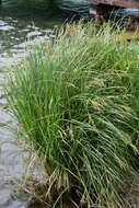 Image of Tufted Sedge