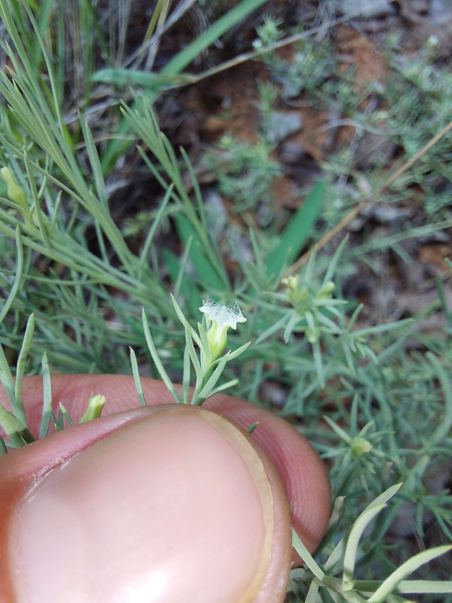 Image of Thesium celatum N. E. Br.