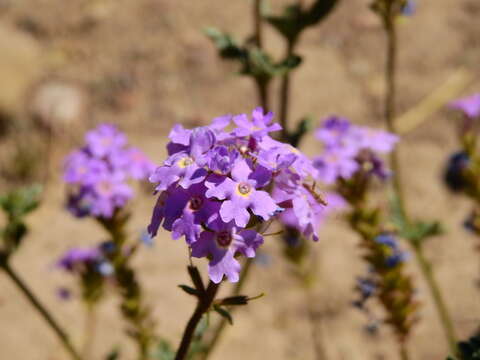 Image of Glandularia mendocina (Phil.) Covas & Schnack