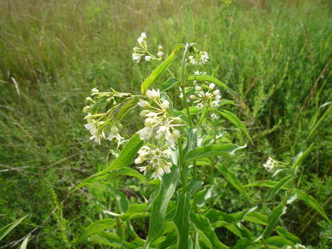 Image of white swallow-wort