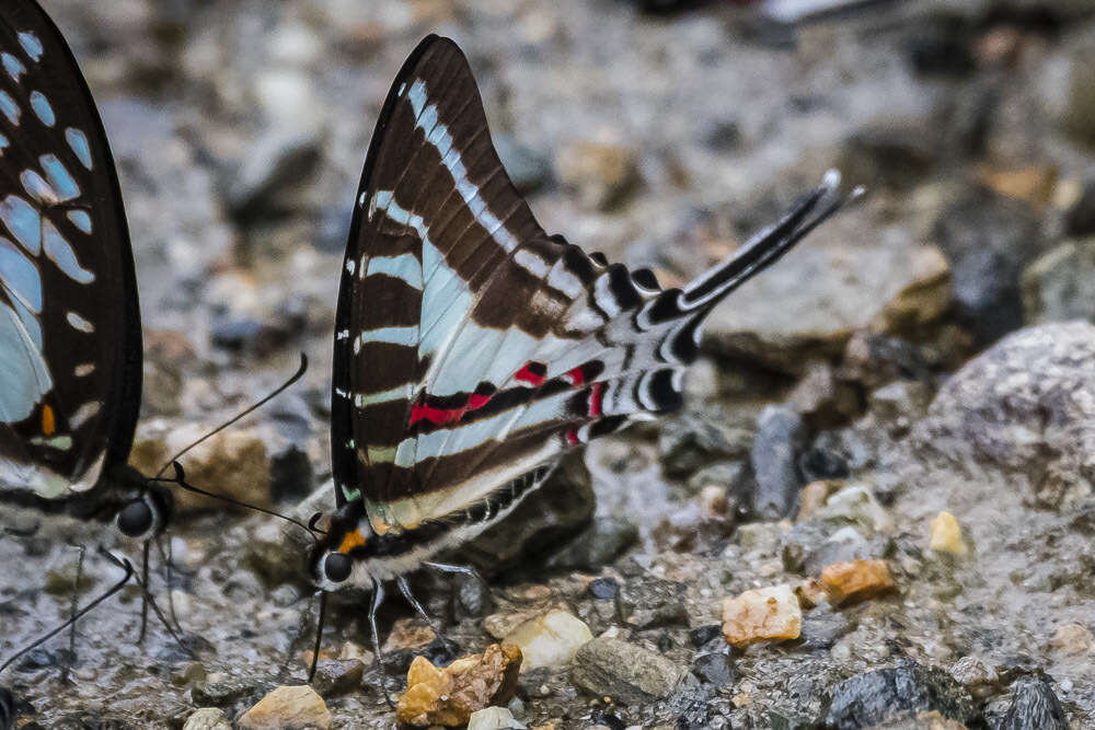 Image de Graphium aristeus (Stoll 1780)