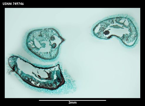 Image of <i>Dorymenia singulatidentata</i> Salvini-Plawen 1978
