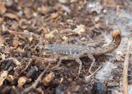 Image of Hadruroides galapagoensis Maury 1975