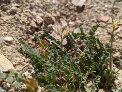 Imagem de Astragalus beckwithii var. purpureus M. E. Jones