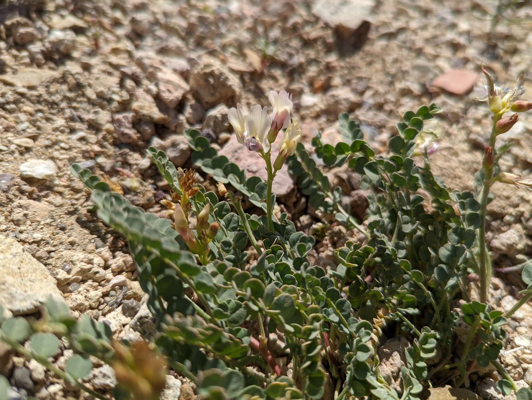 صورة Astragalus beckwithii var. purpureus M. E. Jones