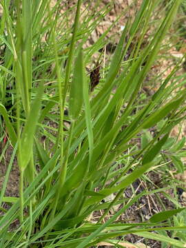 Imagem de Alloteropsis semialata (R. Br.) Hitchc.