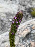 Image of Muraltia mitior (Berg.) Levyns ex Fourc.