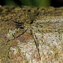 Image de Pseudotrigonidium australis (Chopard 1951)