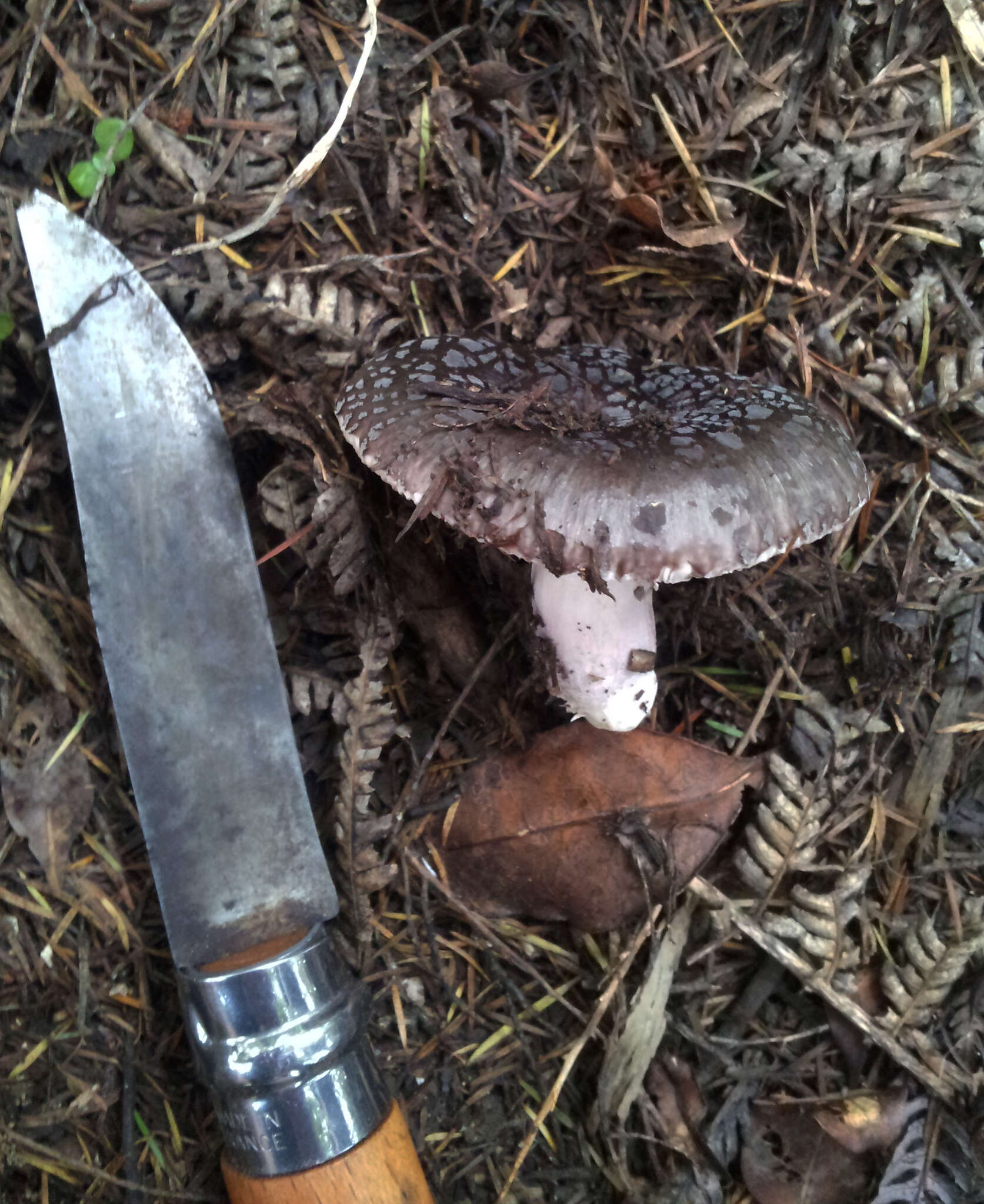 Image of Russula griseoviridis McNabb 1973