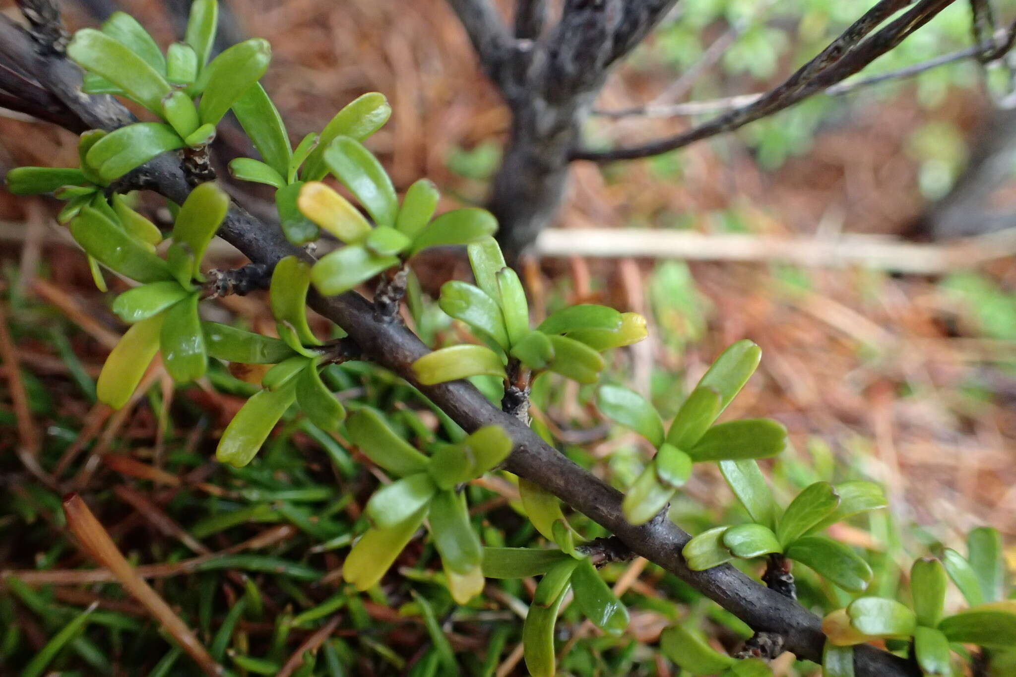 Image of Coprosma cuneata Hook. fil.