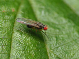 Image of Pomace fly