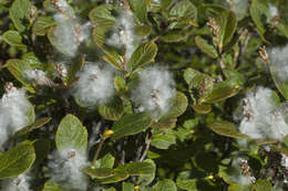 Image of rock willow