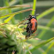 Cryptocephalus notatus Fabricius 1787 resmi