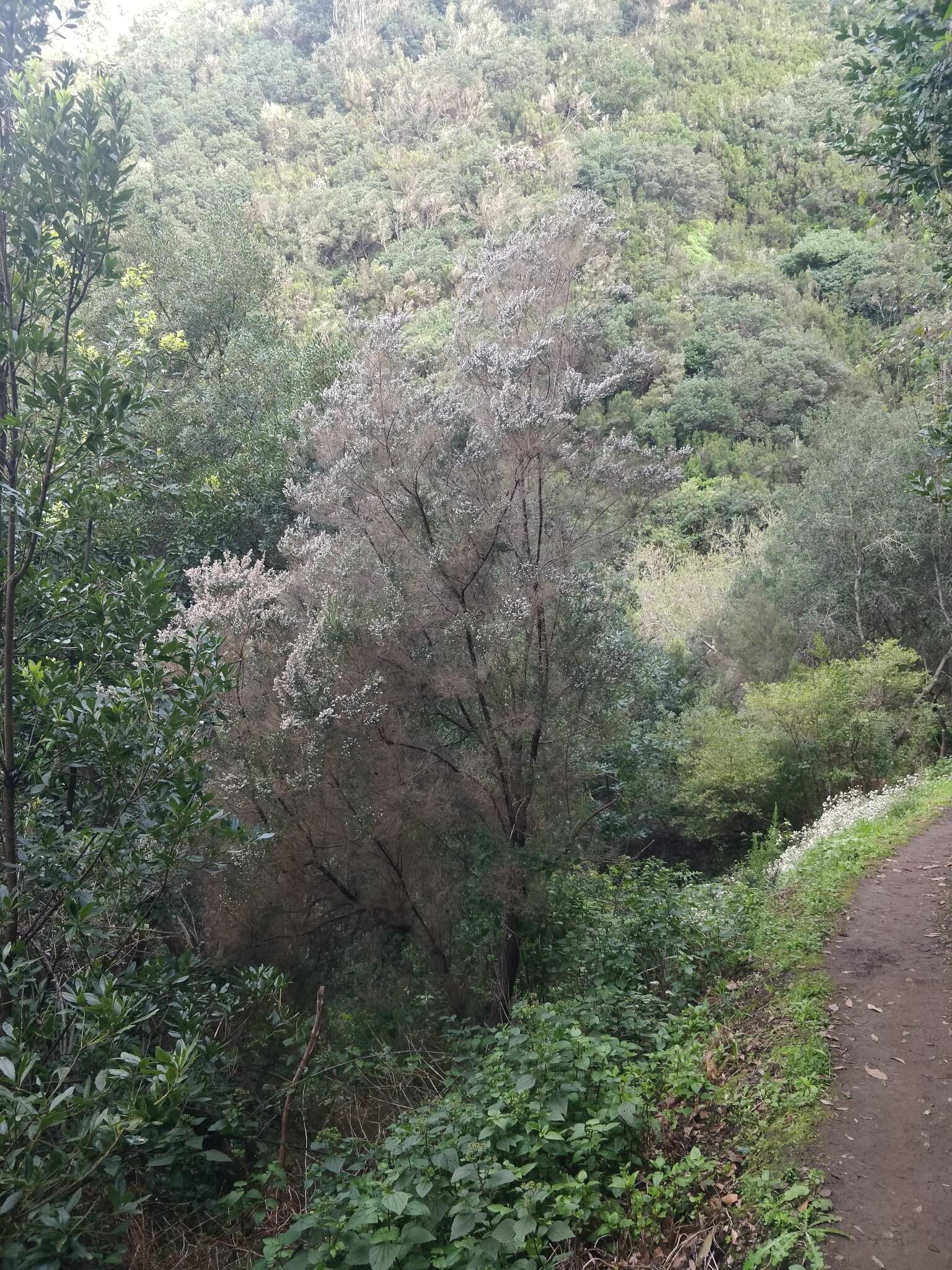 Imagem de Erica platycodon subsp. maderincola (D. C. Mc Clint.) Rivas Mart., Capelo, J. C. Costa, Lousã, Fontinha, R. Jardim & M. Seq.