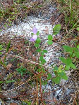 Image of Fringed Meadow-Beauty