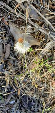 Image of Satin everlasting daisy