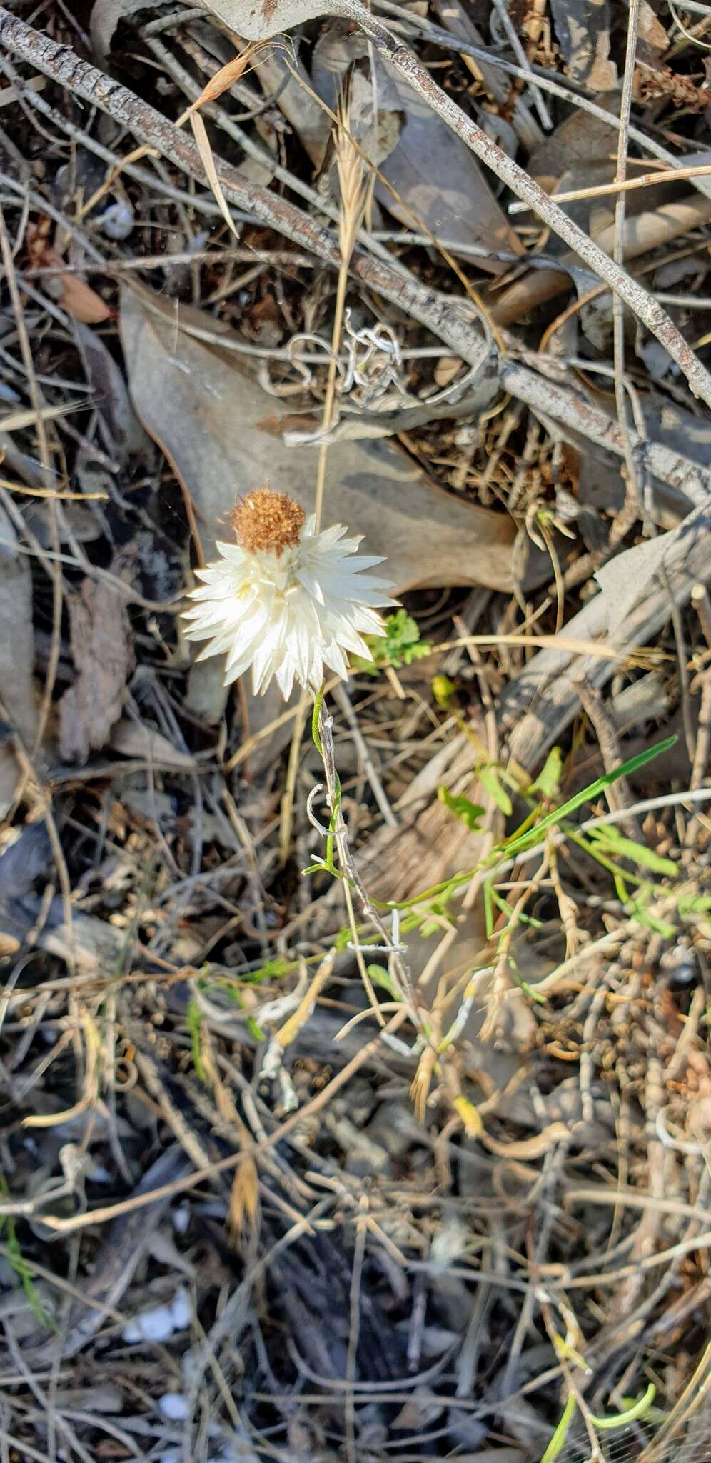 Image of Satin Everlasting