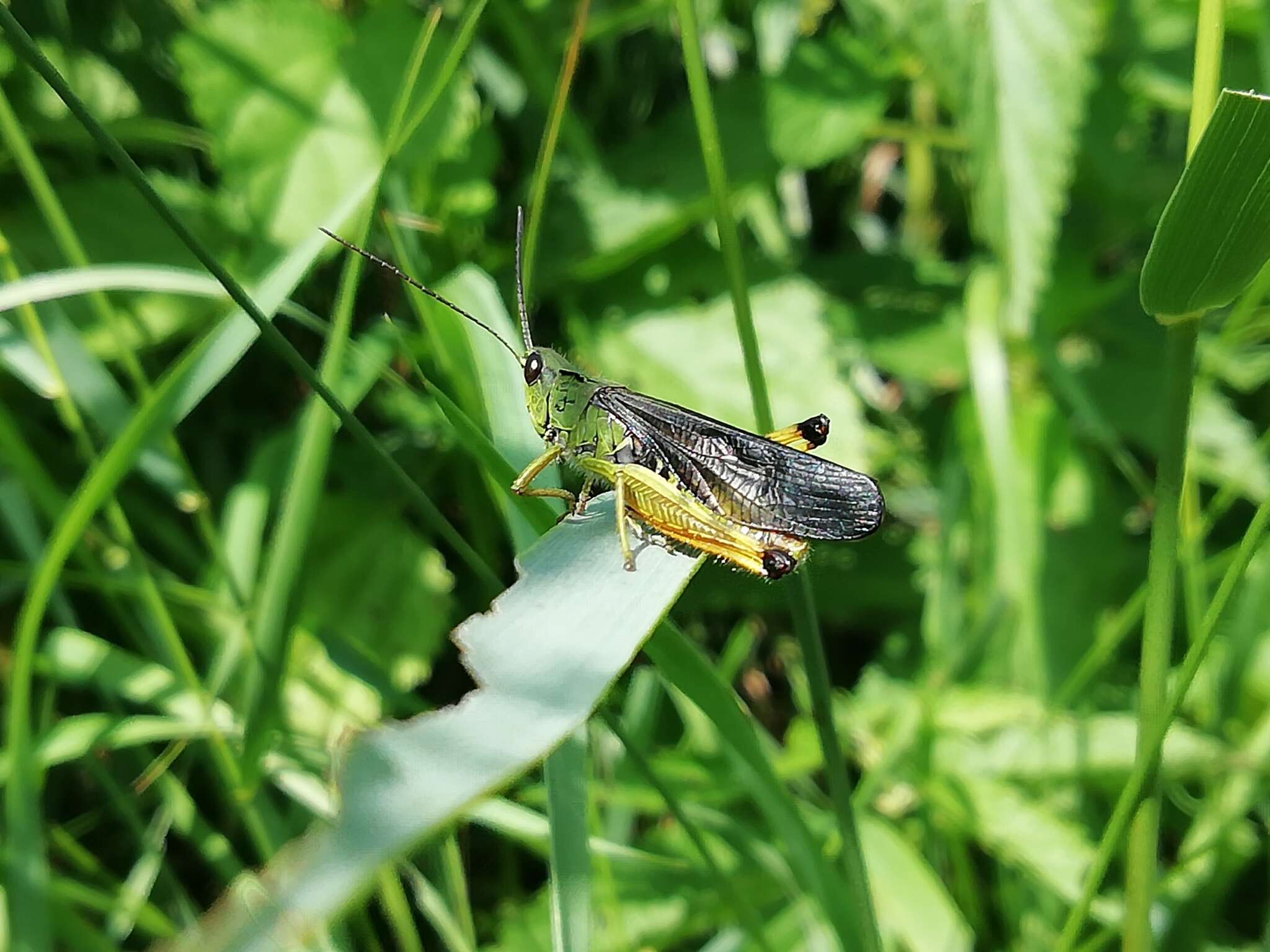 Megaulacobothrus aethalinus (Zubovski 1899) resmi