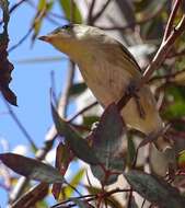 Image of Pardalotus striatus substriatus Mathews 1912