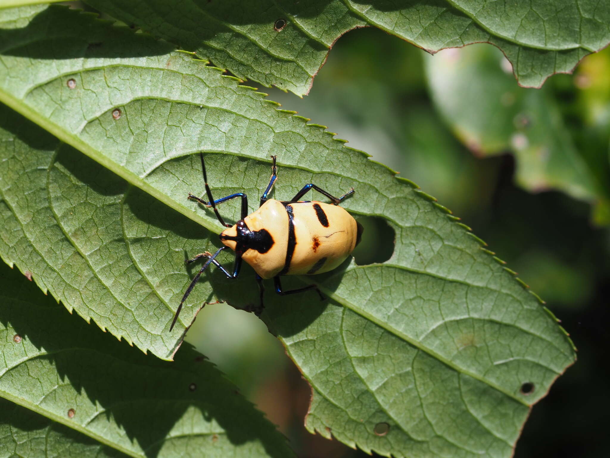 Image of <i>Eucorysses grandis</i>