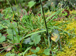 Image of Cranichis ciliata Kunth