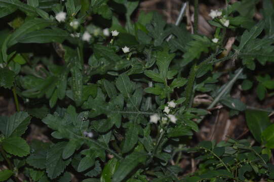 Image of Parthenium bipinnatifidum (Ortega) Rollins