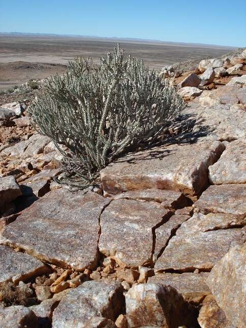 Image of Portulacaria namaquensis Sond.