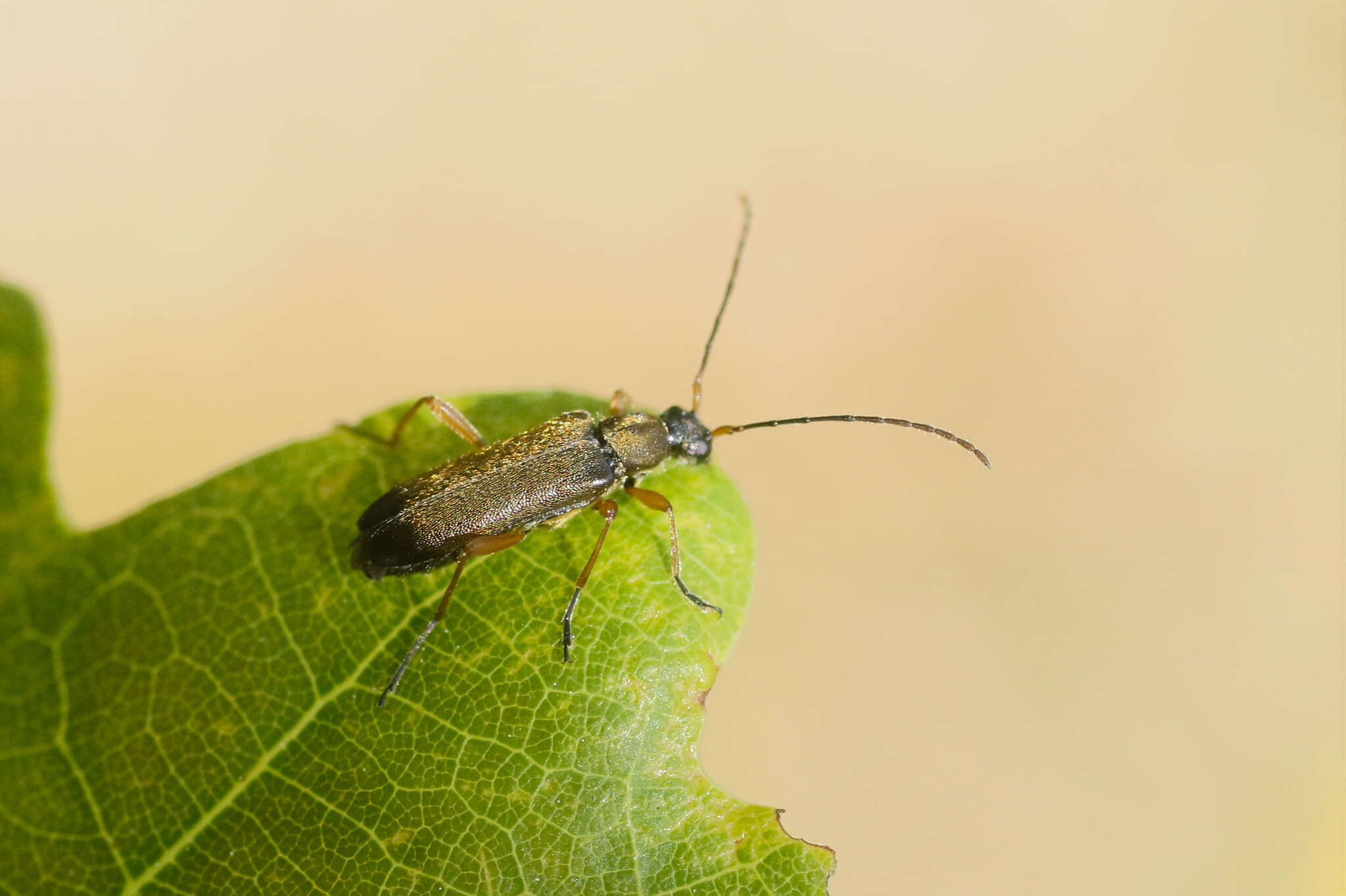 Image of Grammoptera ustulata (Schaller 1783)