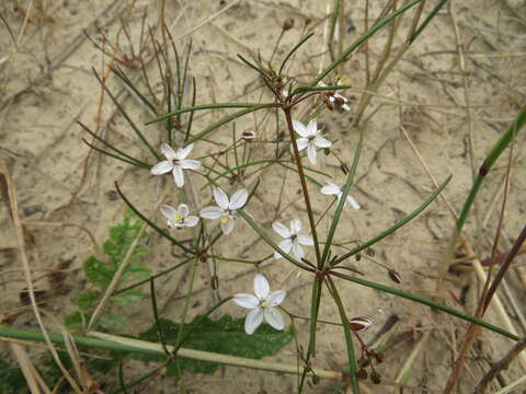 Image of Pharnaceum lineare L. fil.