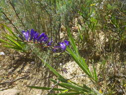 Image of Babiana secunda (Thunb.) Ker Gawl.