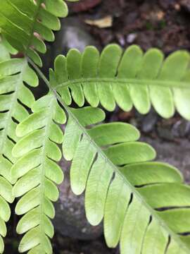 Imagem de Pteris khasiana subsp. fauriei (Hieron.) Fraser-Jenk.