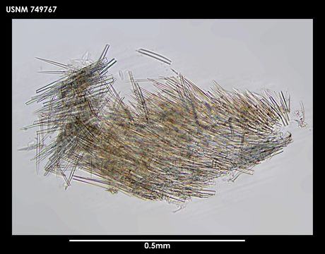 Image of <i>Plawenia schizoradulata</i> (Salvini-Plawen 1978)