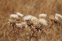 Cynara baetica subsp. baetica的圖片