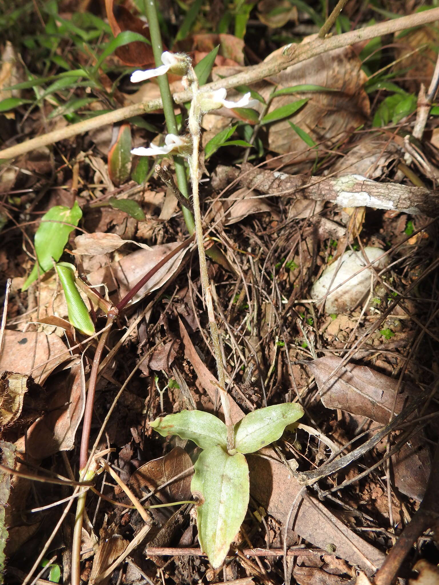 Image of Zeuxine longilabris (Lindl.) Trimen