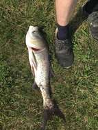 Image of silver carp